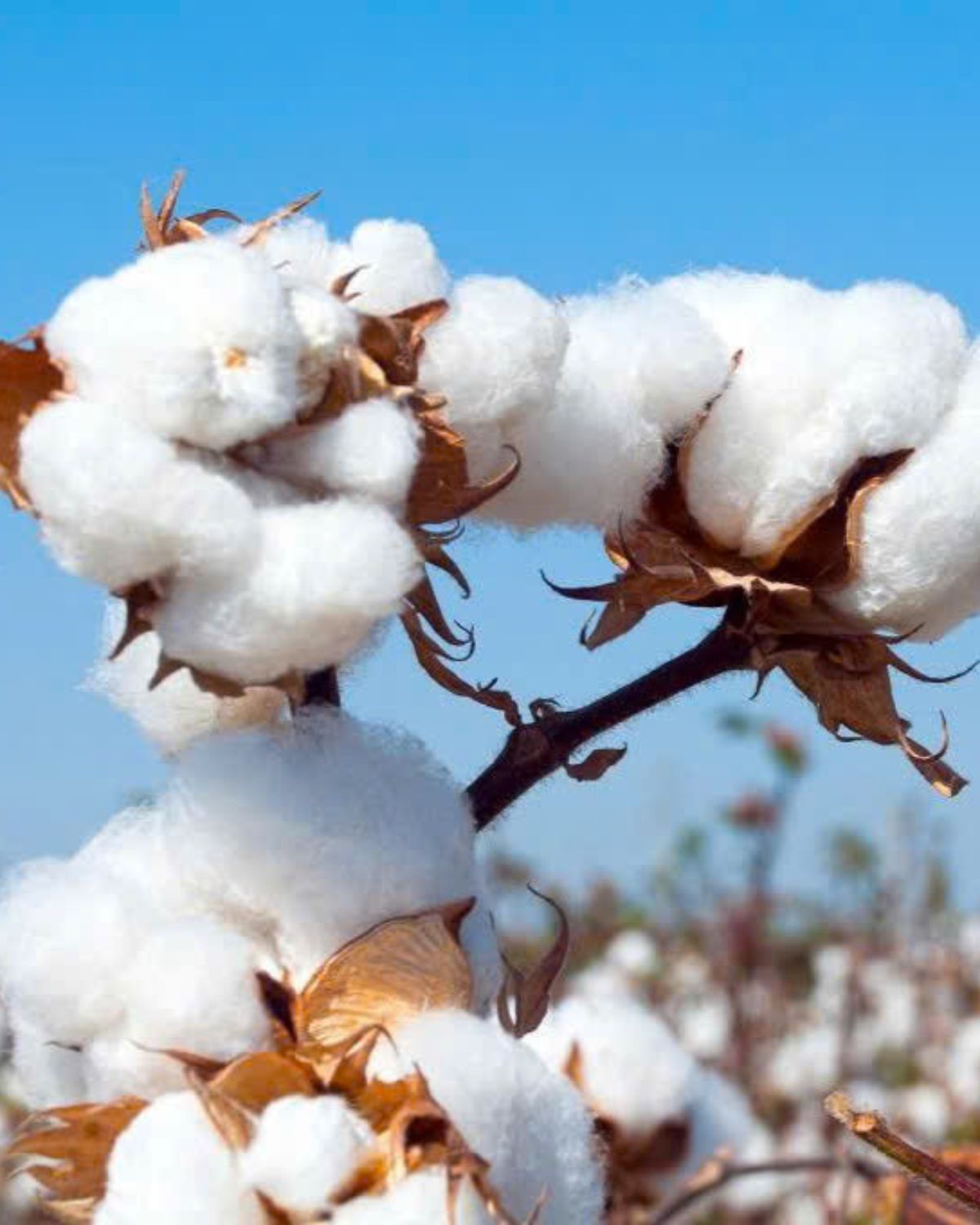 cotton crop 2